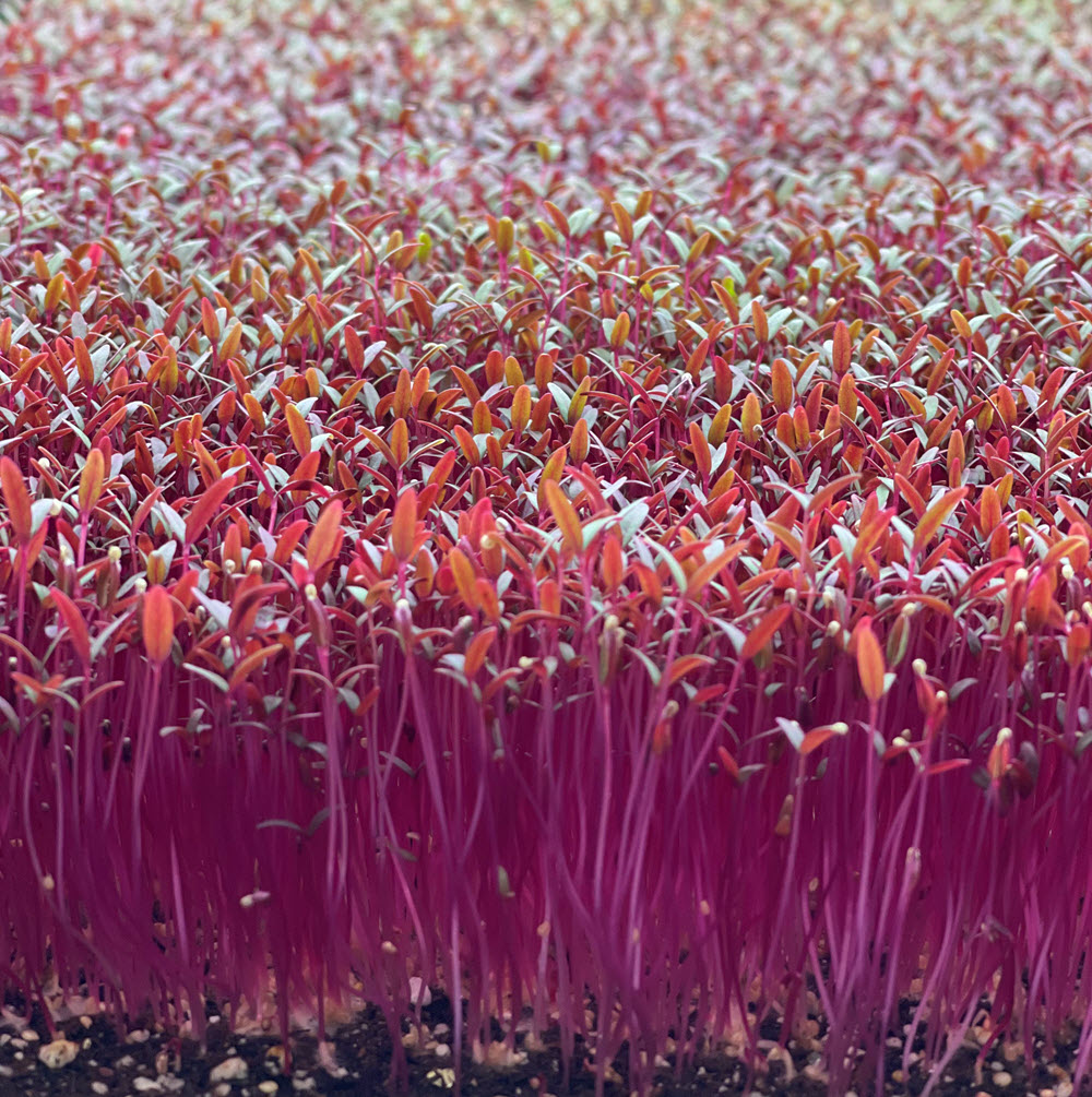 Amaranth3-1000
